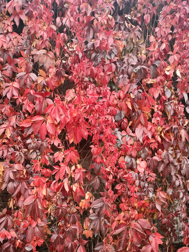 Red leaves of Virginia creeper Red leaves of Virginia creeper