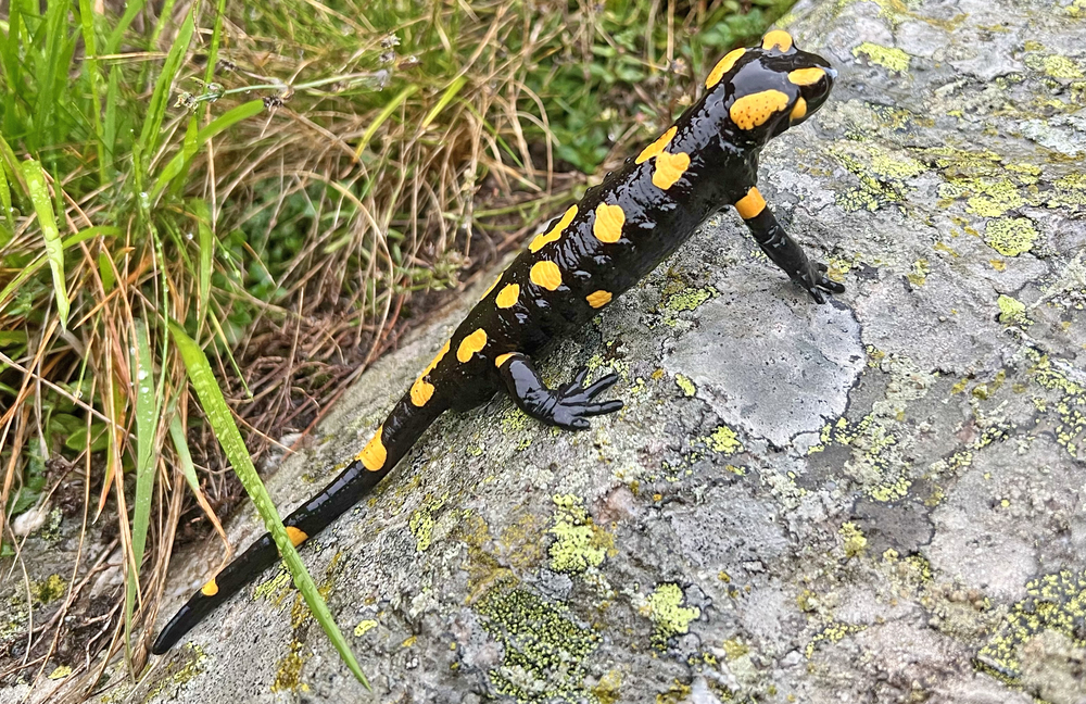 Salamandra plamista