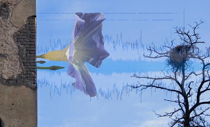 Zdjęcie przedstawia fragment ściany budynku, znajduje się on z lewej strony. Z budynku wyrasta kwiat, którego wielkość jest przeskalowana w stosunku do budynku. W tle błękitne niebo. Z prawej strony widać drzewo bez liści z jednym gniazdem na gałęziach.
