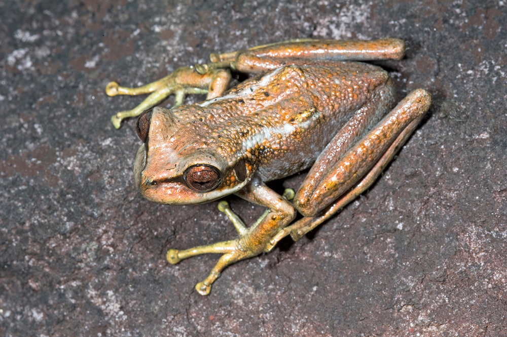 Żaba stefania lathropae